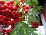 Pihlakas Sorbus ,Dodong’ 